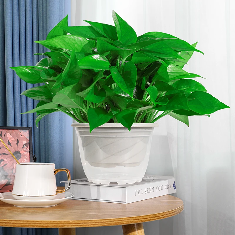 绿萝盆栽室内植物花卉绿植长藤大叶绿箩新房家用吸除甲醛养活鲜活