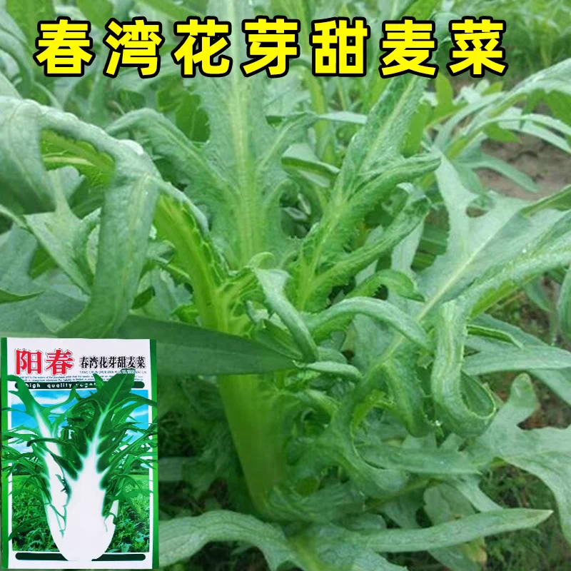 花芽唛菜种籽博白花芽甜麦菜春湾唛菜种子甜脆苦麦菜籽种蔬菜种子
