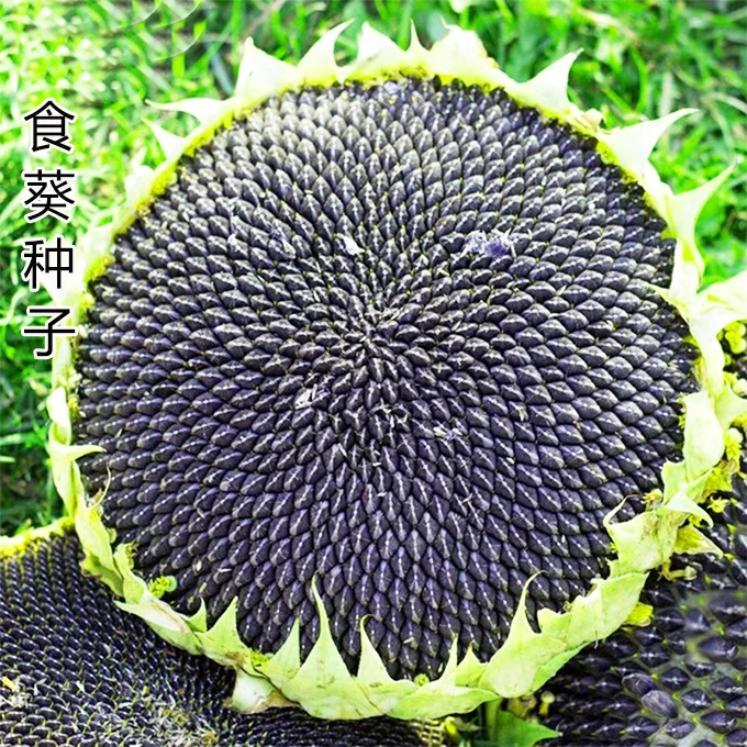 食用葵花籽种子韭菜高产耐旱矮杆大瓜籽食用向日葵种子春夏季种植