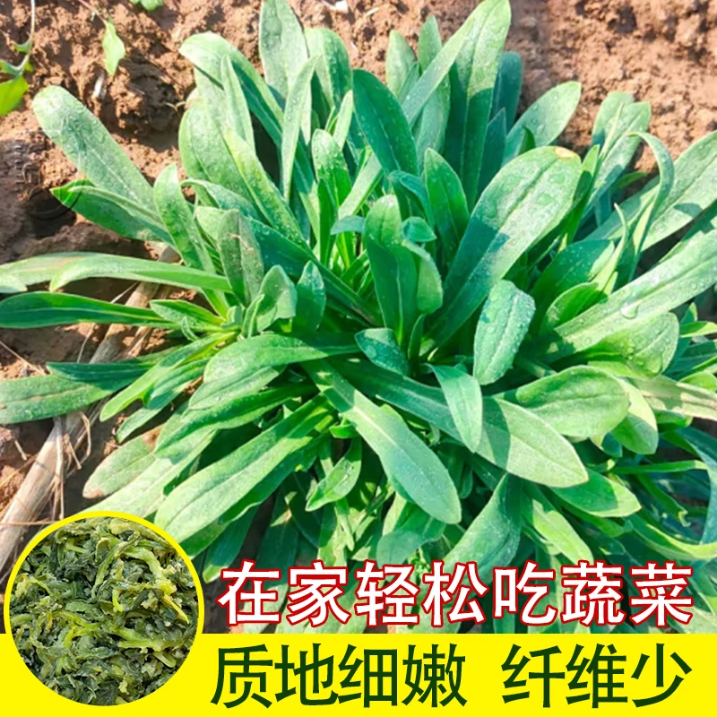 秋冬播野生面条菜种子农家新鲜野菜面条菜当季野菜蒸菜野保健蔬菜