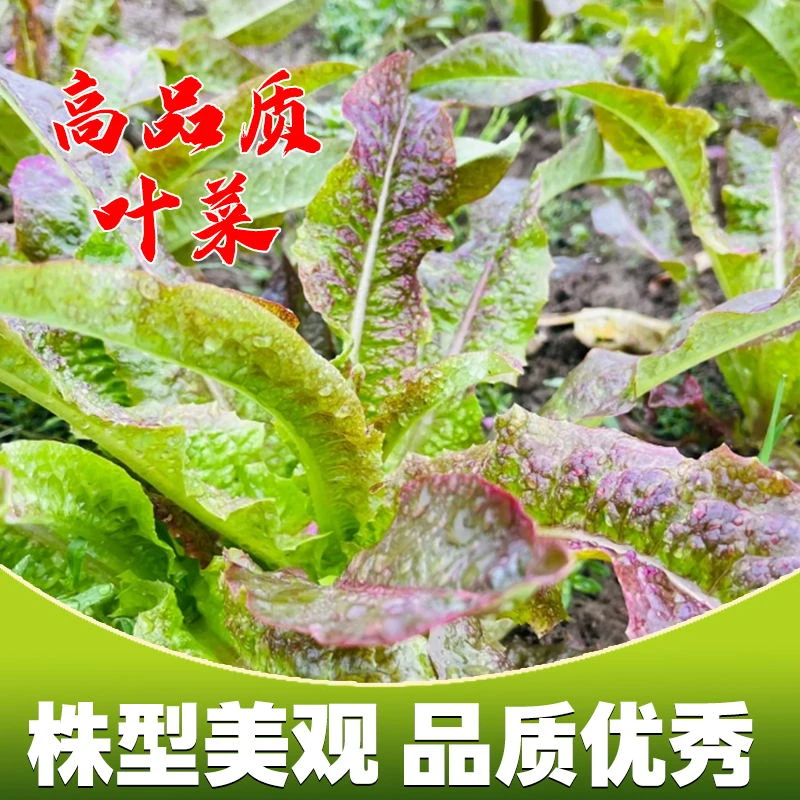 紫红油麦菜种子紫丫丫甜脆无斑油麦菜四季盆栽庭院有机蔬菜种子