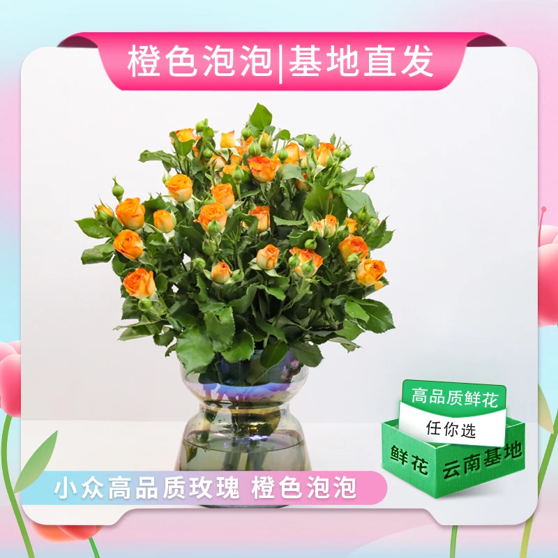 【橙色芭比】橙色泡泡玫瑰 云南基地直发 小众高品质多头玫瑰