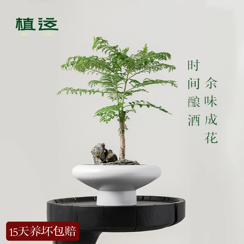 【闲心】蓝花楹单杆 植运原创手工盆景 禅意绿植盆栽好养 家居美学