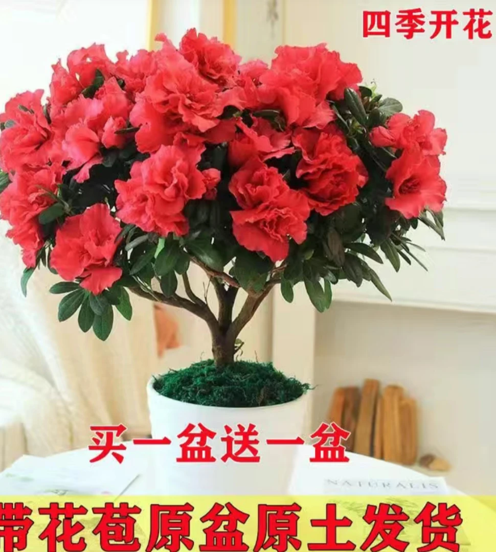 四季杜鹃适合室内室外地植可以盆栽地栽带花苞发货买一送一送肥