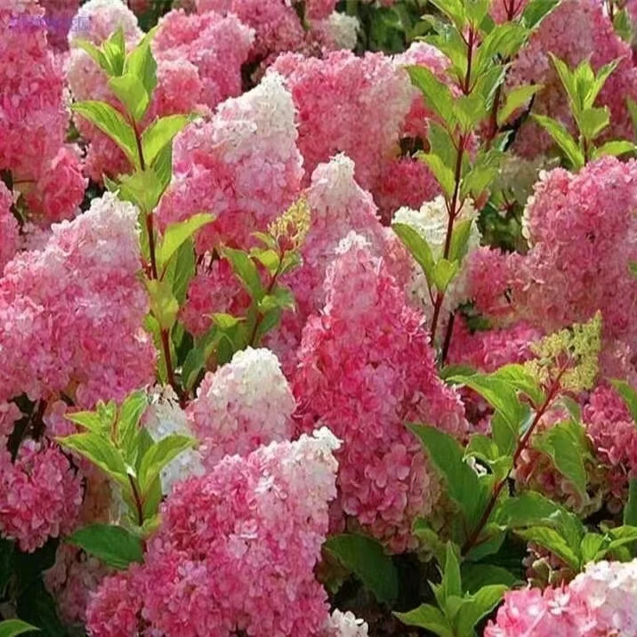 【从心花卉】香草草莓绣球盆栽