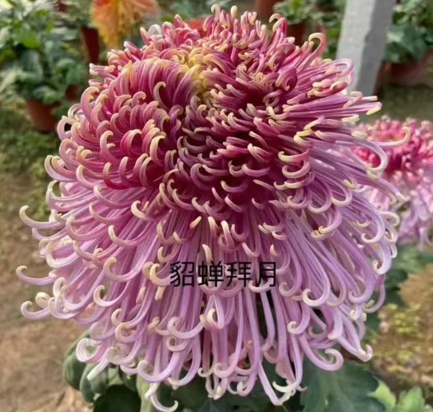 【貂蝉拜月】九月菊盆栽地栽多年生好养活买热寒