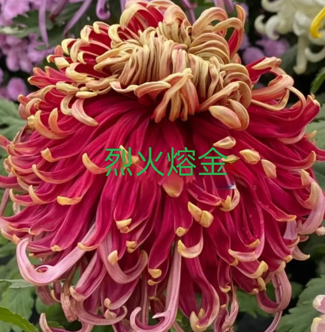 稀有独头菊【烈火熔金】超大花九月大菊花原盆原土发货（不带花苞)