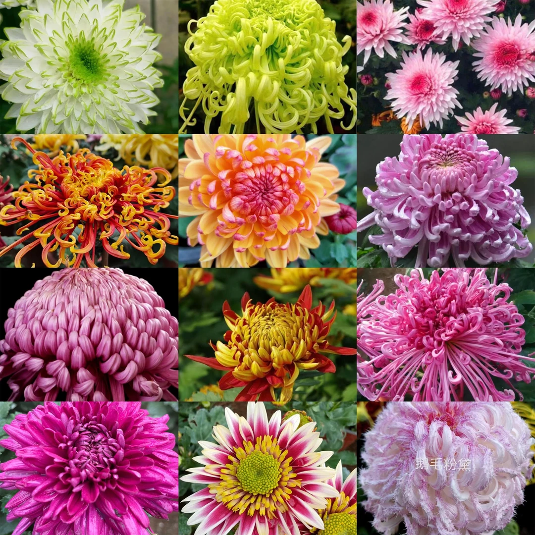 福利款一物一拍19.8【九月菊】菊花原土球发货阳台地栽庭院好养活