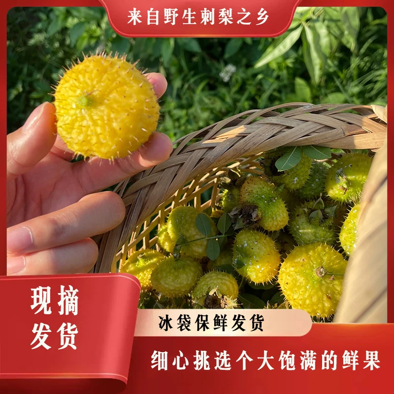 贵州新鲜刺梨VC高原鲜果现摘现发泡水泡酒煮茶生吃可晒干储存等