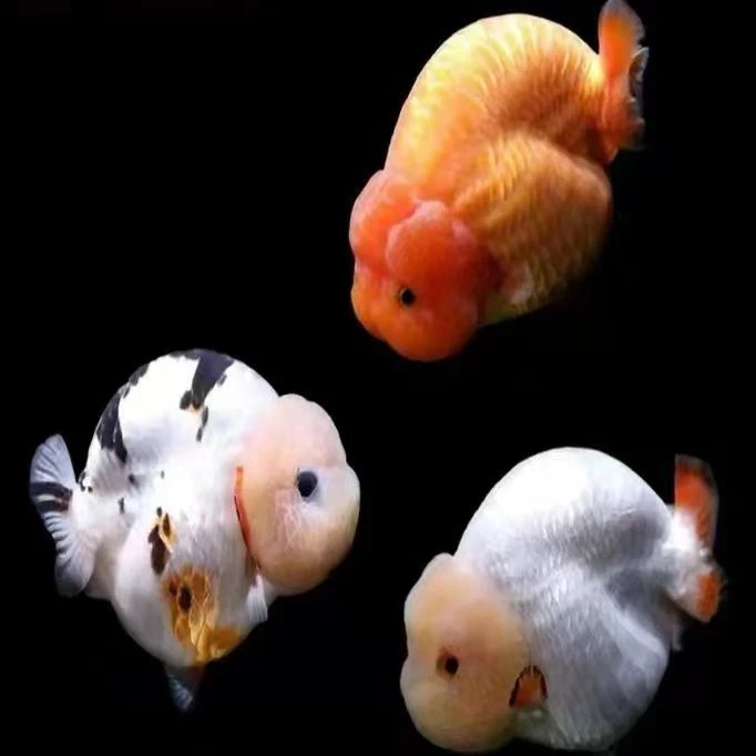 福州飞凤兰寿金鱼精品鱼苗好养耐活全家福随机混搭