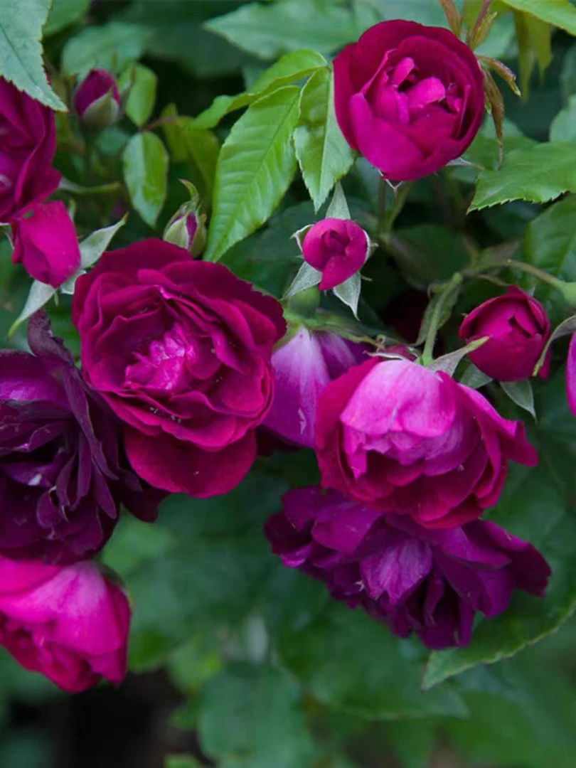 雀之舞 藤本月季 爬藤蔷薇月季花苗