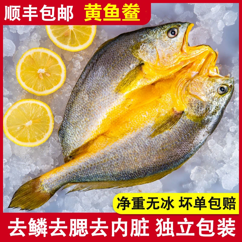 【300-340gX6条】 宁德霞浦 黄鱼鲞 咸香大黄鱼 黄花鱼 免杀免洗