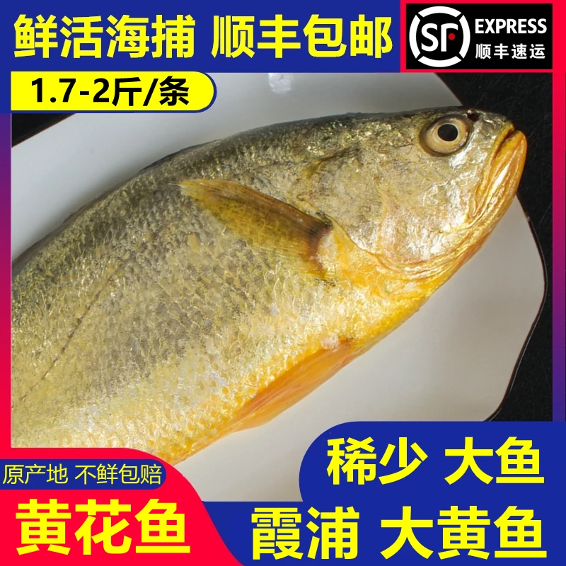 【大鱼 1.7-2斤X2条】福建霞浦 黄花鱼新鲜黄瓜鱼海捕深海大黄鱼