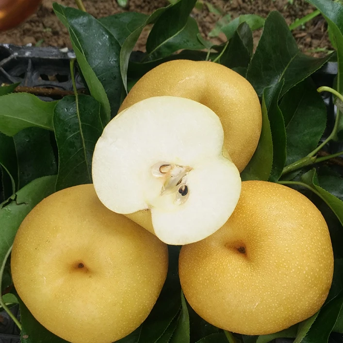 金溪蜜梨新鲜孕妇应季水果梨子酥脆多汁套袋黄皮翠冠黄花8斤