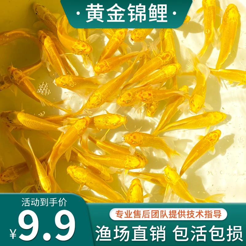 黄金锦鲤活鱼金鱼活鱼好养耐活冷水鱼鱼苗活体观赏鱼