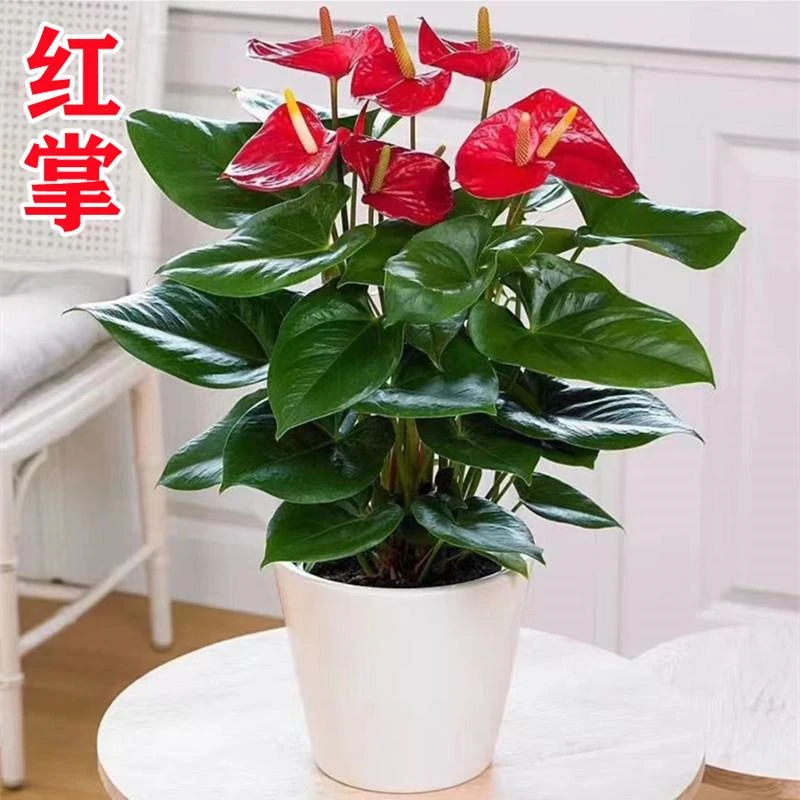 鸿运当头绿植花卉红掌盆栽净化空气四季常青绿植花卉四季开花卉