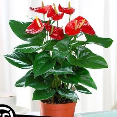 【带花发货】红掌粉掌白掌花水培土培室内盆栽植物绿植四季开花