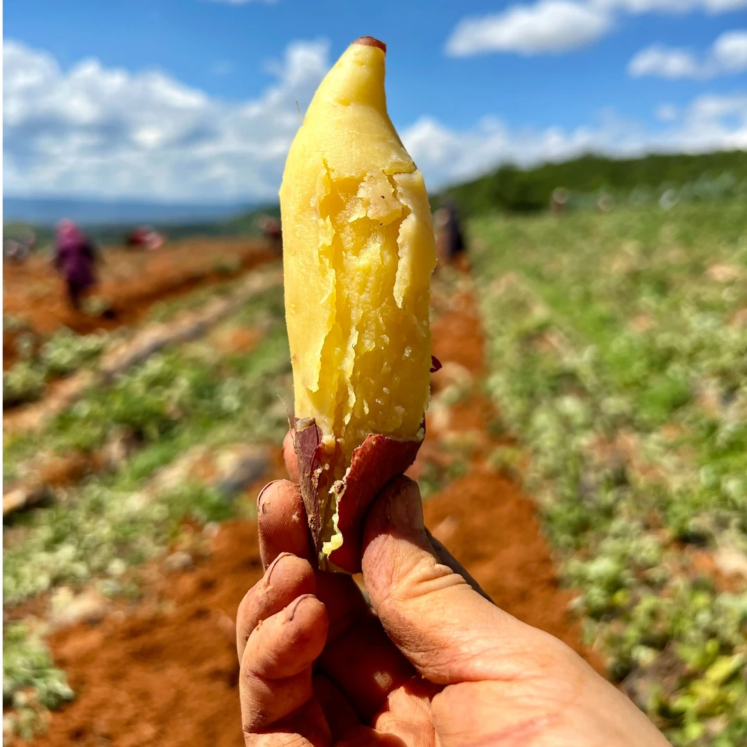 农食谷高山丝滑蜜薯红薯榴莲蜜薯小香薯香甜软糯高山红薯4斤装