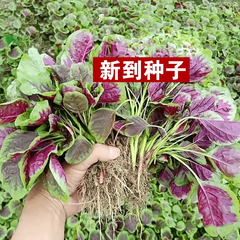 【满五元包邮】红苋菜种子一点红糯米苋菜农家种植蔬菜种子