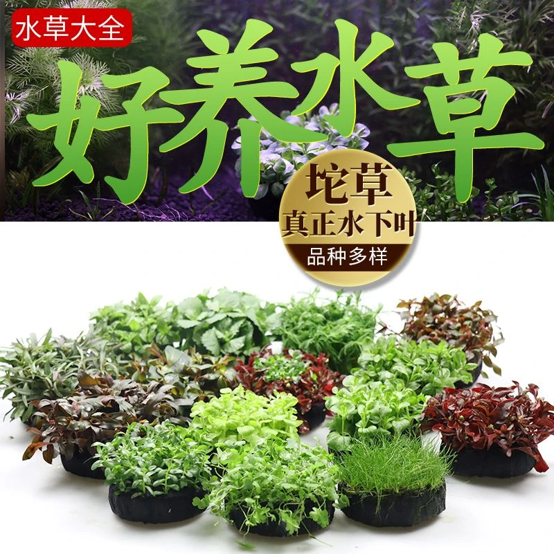坨草锦集鱼缸造景水草装饰真水草活体懒人草绿菊蜈蚣草大九冠陀草