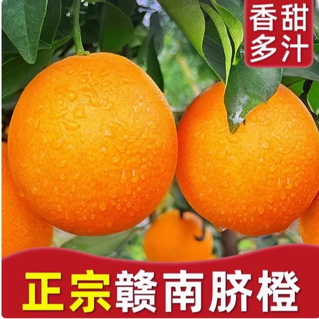 正宗江西赣南脐橙产地直发新鲜采摘当季水果果大皮薄包邮彩箱装