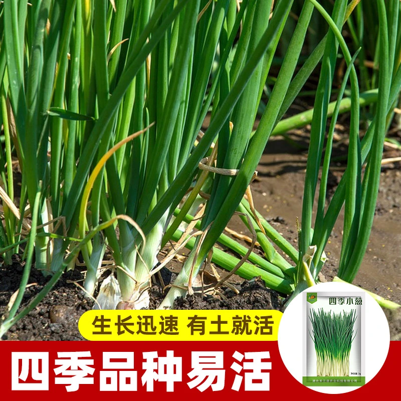 葱种孑四季小香葱种子种头苗火葱头种红葱头种籽红头阳台盆栽农家
