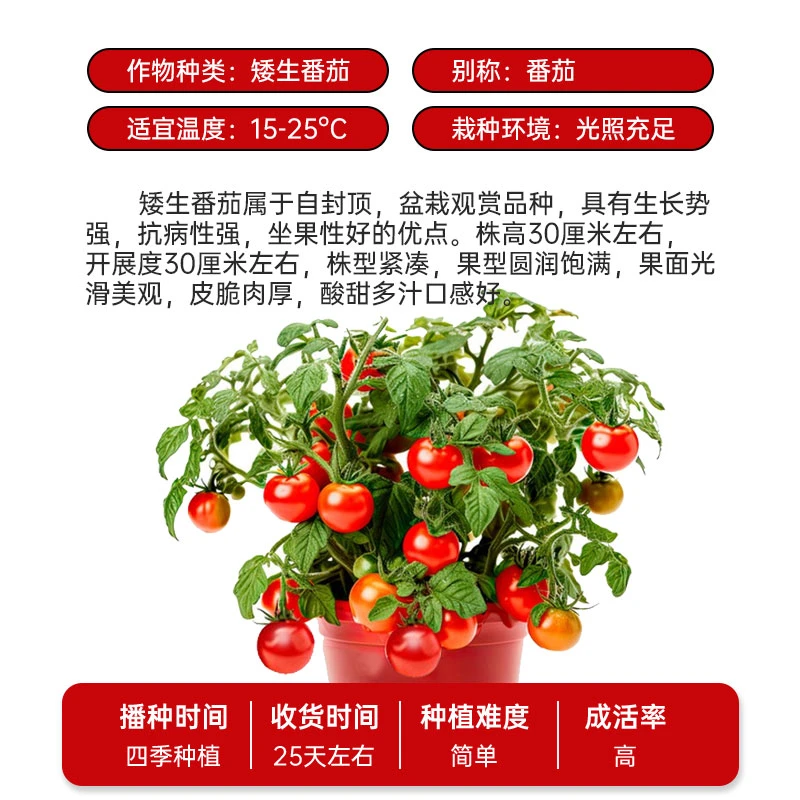 【矮生盆栽番茄种子】四季番茄种籽苗秧小西红柿秧苗蔬菜圣女果种子