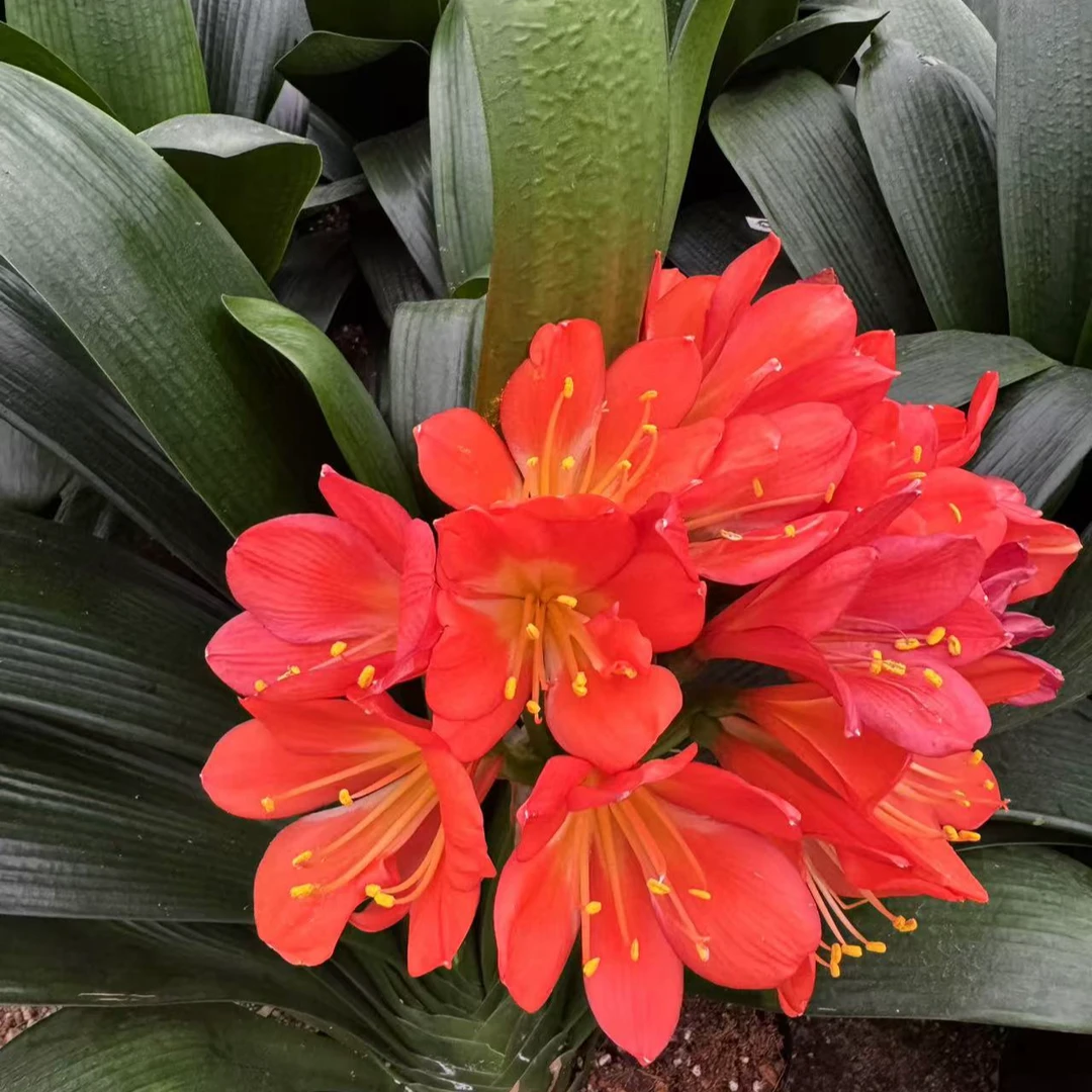 精品君子兰大苗9-10年室内好养易活带花苞