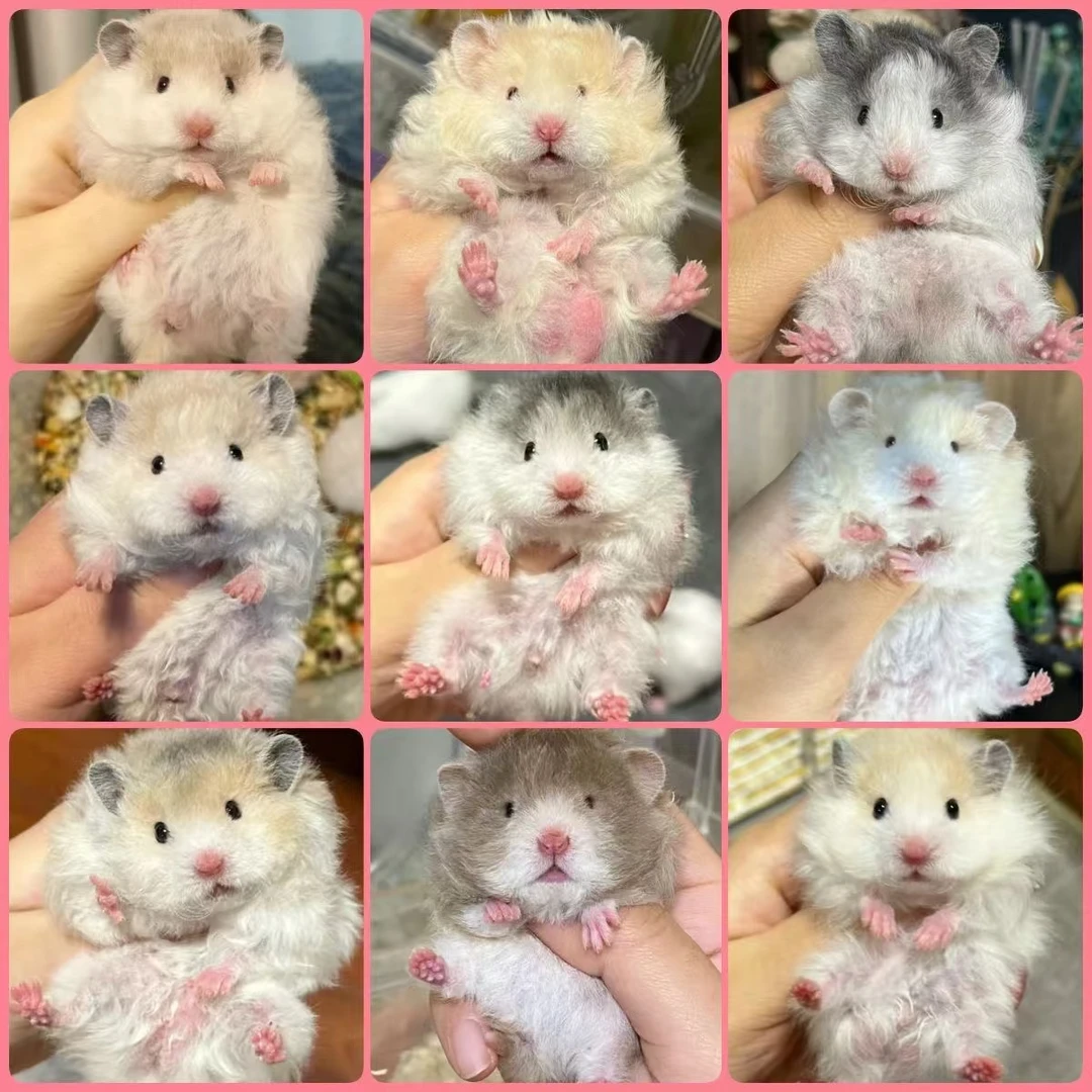 【直播间挑选】家养精品长毛熊长毛波利卷毛波利纹金丝熊包活包健康