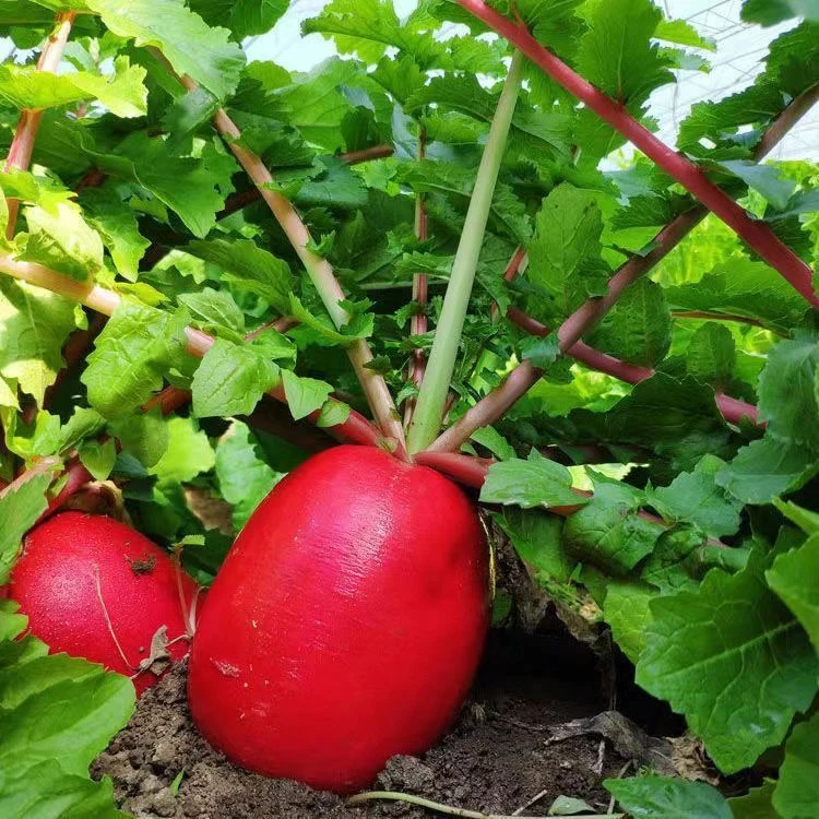 东北大萝卜红皮新鲜白心大红袍萝卜农家现挖现发当季包邮