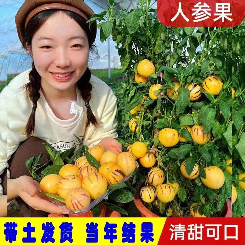 人参果苗当年结果四季盆栽人参果树苗奶香苗正宗食用长寿果苗