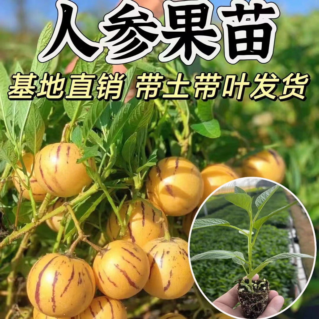 人参果苗当年结果四季盆栽人参果树苗奶香苗正宗食用长寿果苗