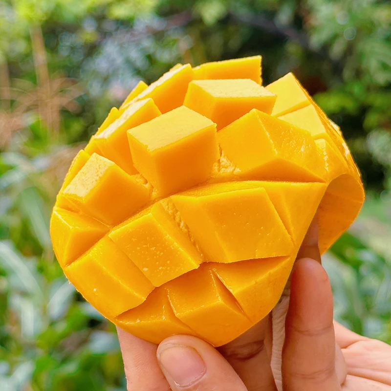 【四川攀枝花黄玉果冻芒】果肉香 肉质细腻Q弹 甜度高 超级好吃