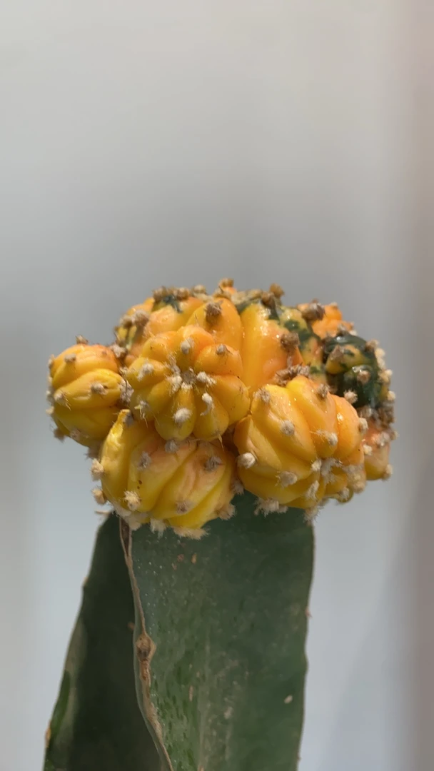 兜锦多肉植物仙人球（随机发货）