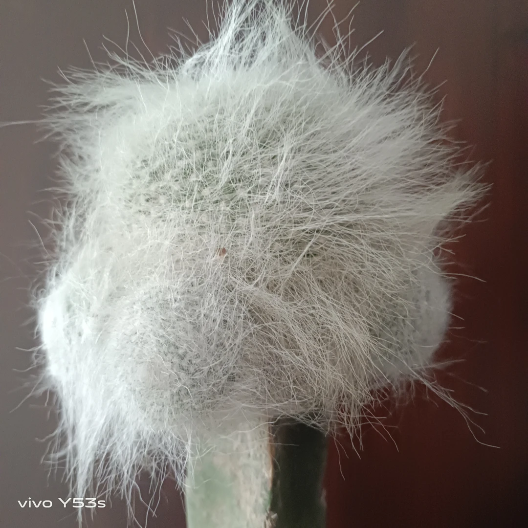 仙人球雪猿玉翁多肉植物