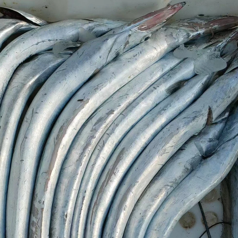 宁波小眼睛油带思密达带鱼5斤起拍