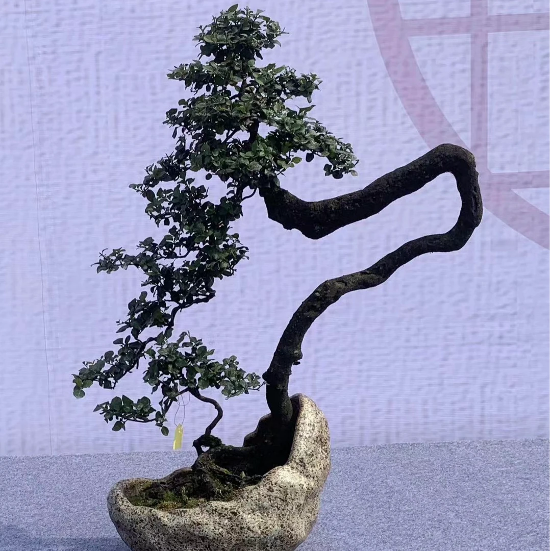 金弹子一物一拍（非直播间下单不发货）