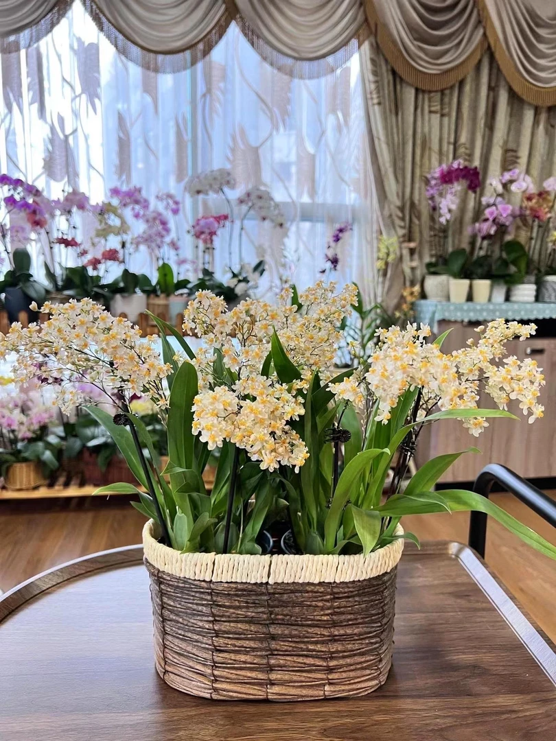 【梦香兰】奶油香水味室内阳台客厅桌面盆栽兰花