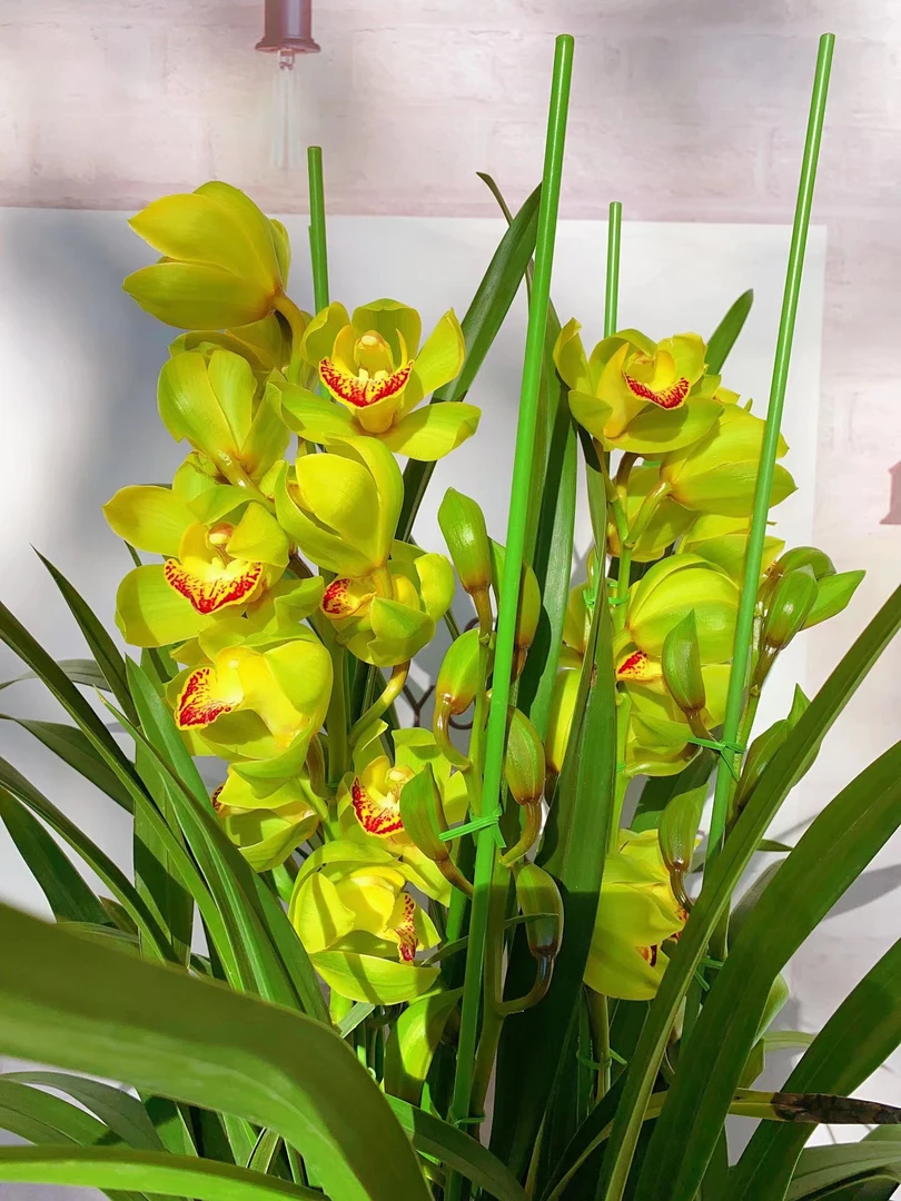 【玉观音】年宵花室内高档花卉
