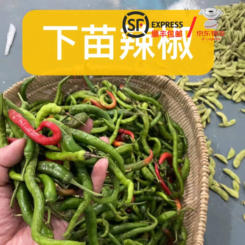 【顺丰】老品种萍乡麻山 本地辣椒 红辣椒 自然红  炒肉特香