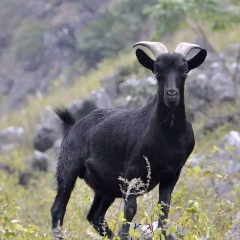 【安源黑山羊 】直播现称 正宗羊古 公羊 羊肉 羊排 前腿