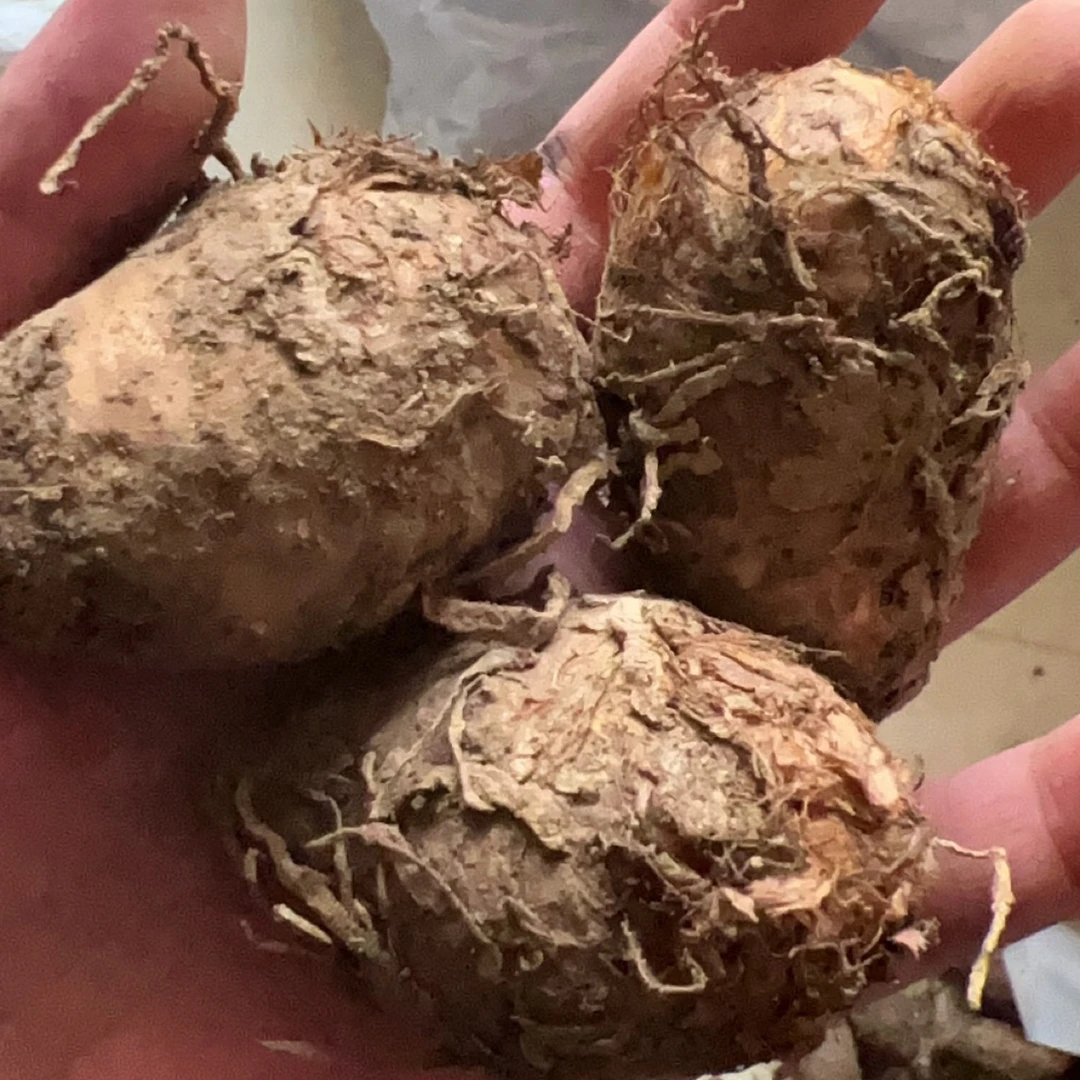 新鲜生独角莲丁毒豆种球药用药材种球新鲜