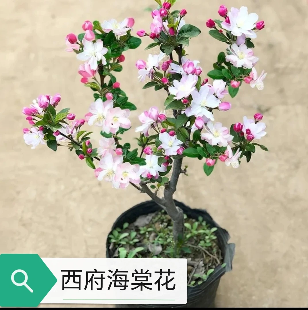 （老北京西府）浓香型海棠中的王者