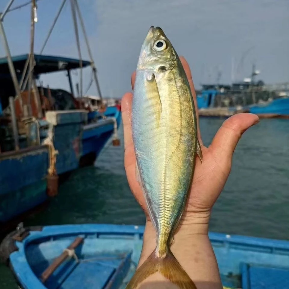 东山岛生态养殖巴浪鱼  土豪巴浪鱼  ，一斤2-3条500g