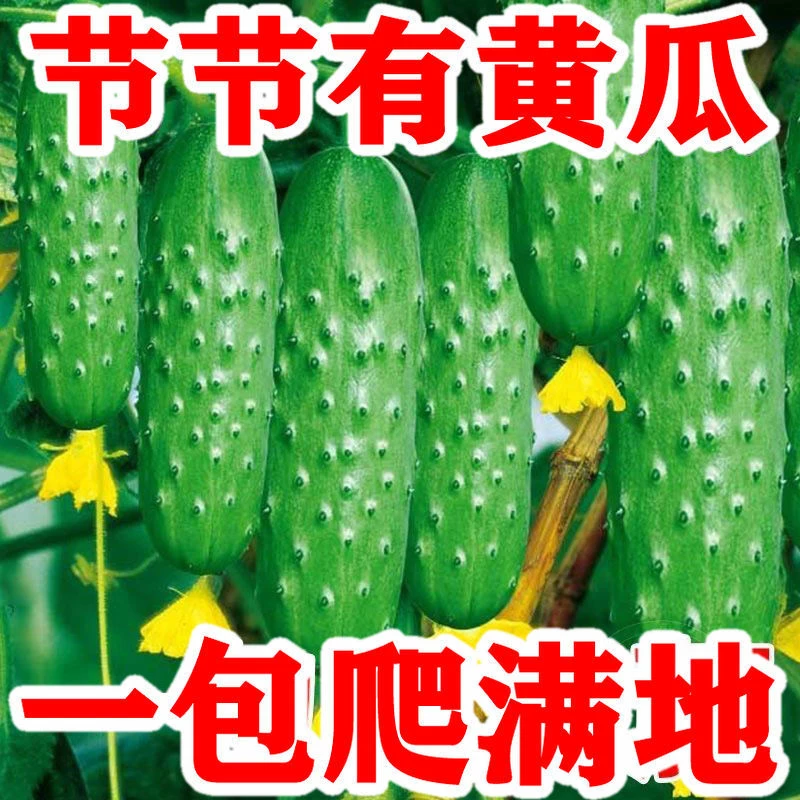 【不搭架】满地爬水果黄瓜种子四季庭院阳台盆栽黄瓜籽种蔬菜种子