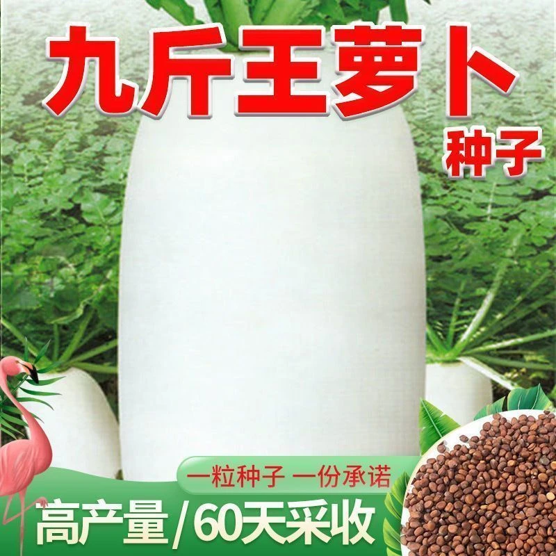 高产白萝卜种子九斤王特大不空心春不老脆甜爽口蔬菜种籽四季秋季