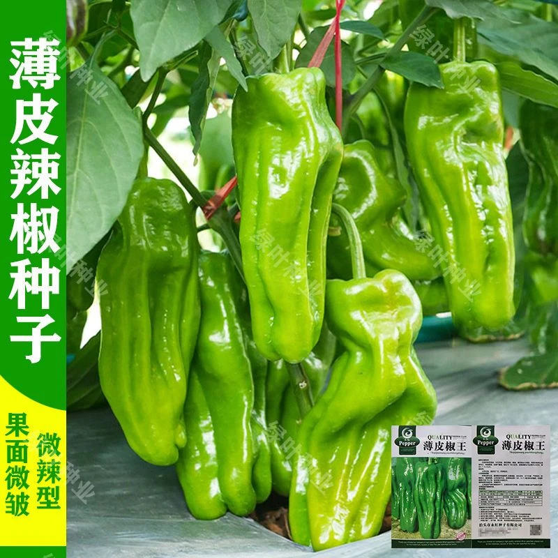 薄皮辣椒种子皱皮泡椒种籽春秋四季盆栽早熟高产辣椒种子蔬菜种子
