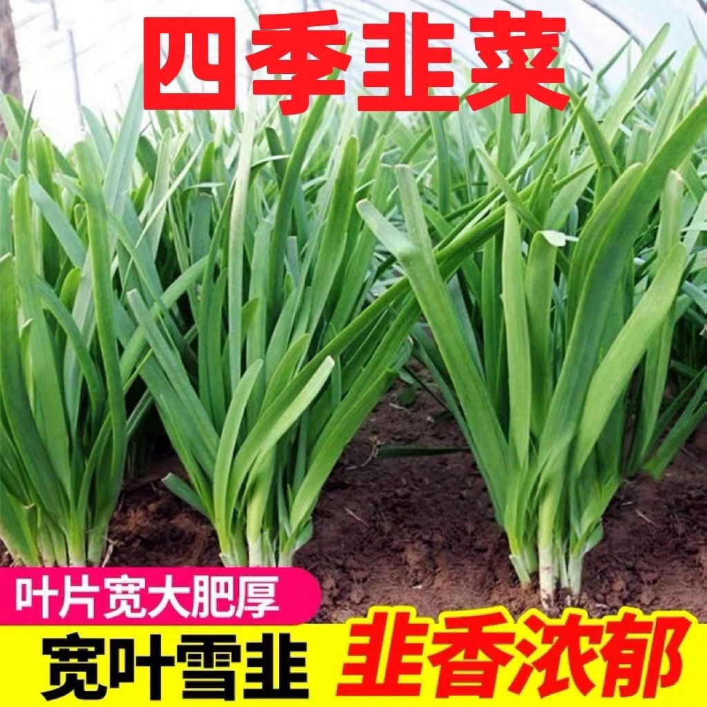 【四季韭菜子】室内外阳台盆栽蔬菜大叶子庭院大棚种植增种植