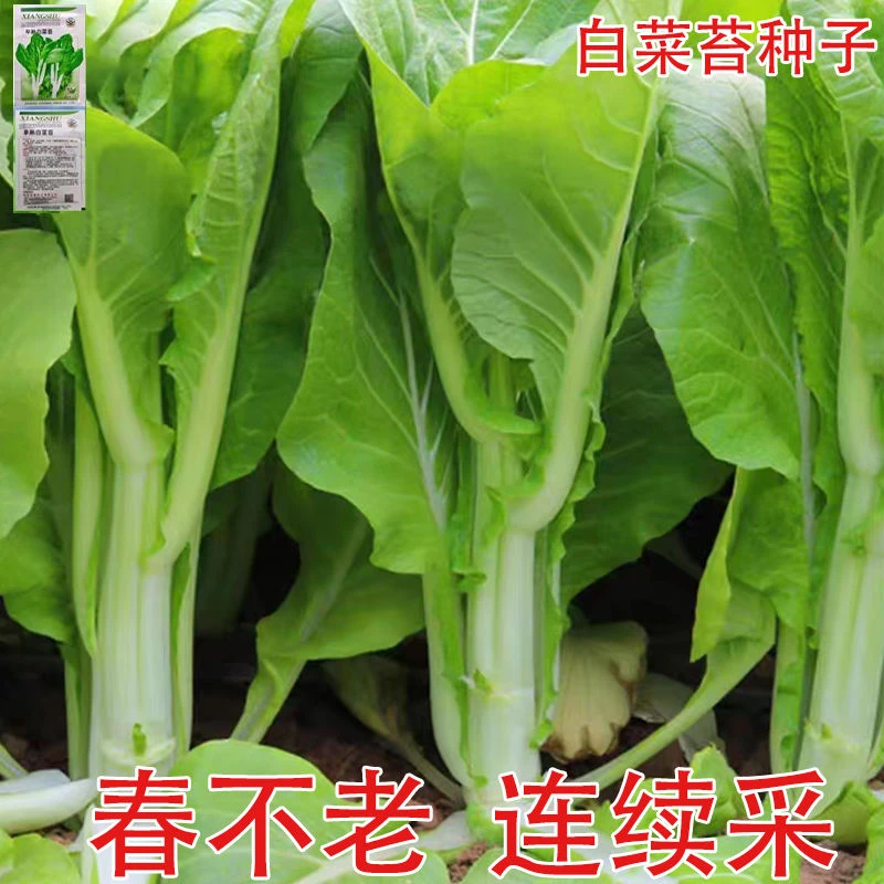 春不老连续采早熟白菜苔种子无筋甜脆高产早熟阳台庭院耐寒蔬菜种