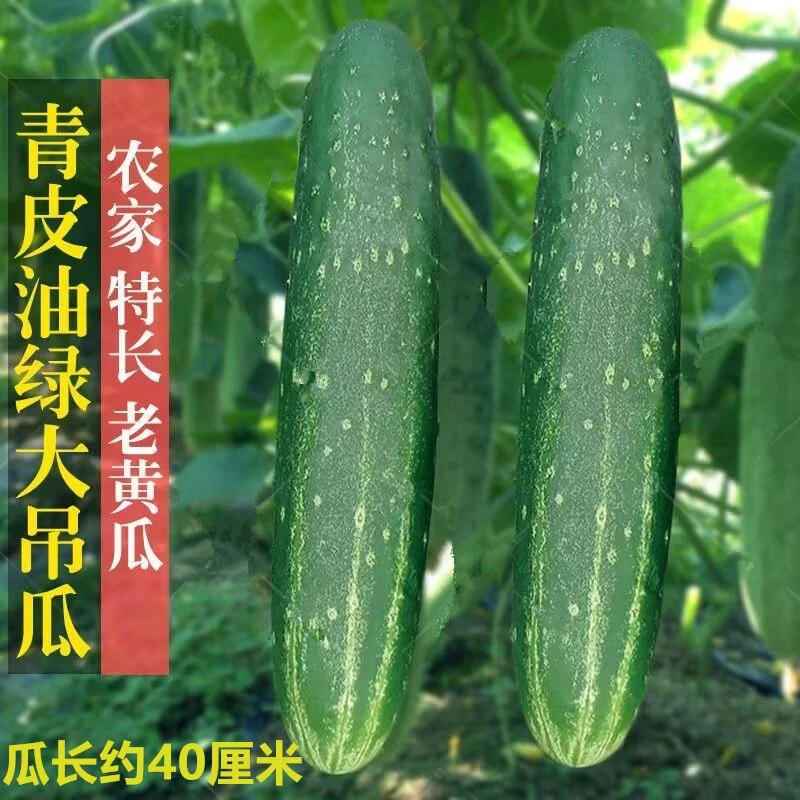 大青吊瓜种子油绿正宗青皮老品种黄瓜种子高产四季老黄瓜蔬菜种子
